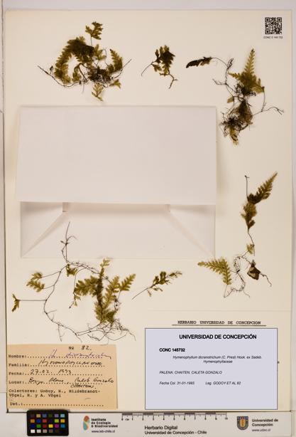 Hymenophyllum dicranotrichum [Espécimen: UDEC:CONC:0145732]