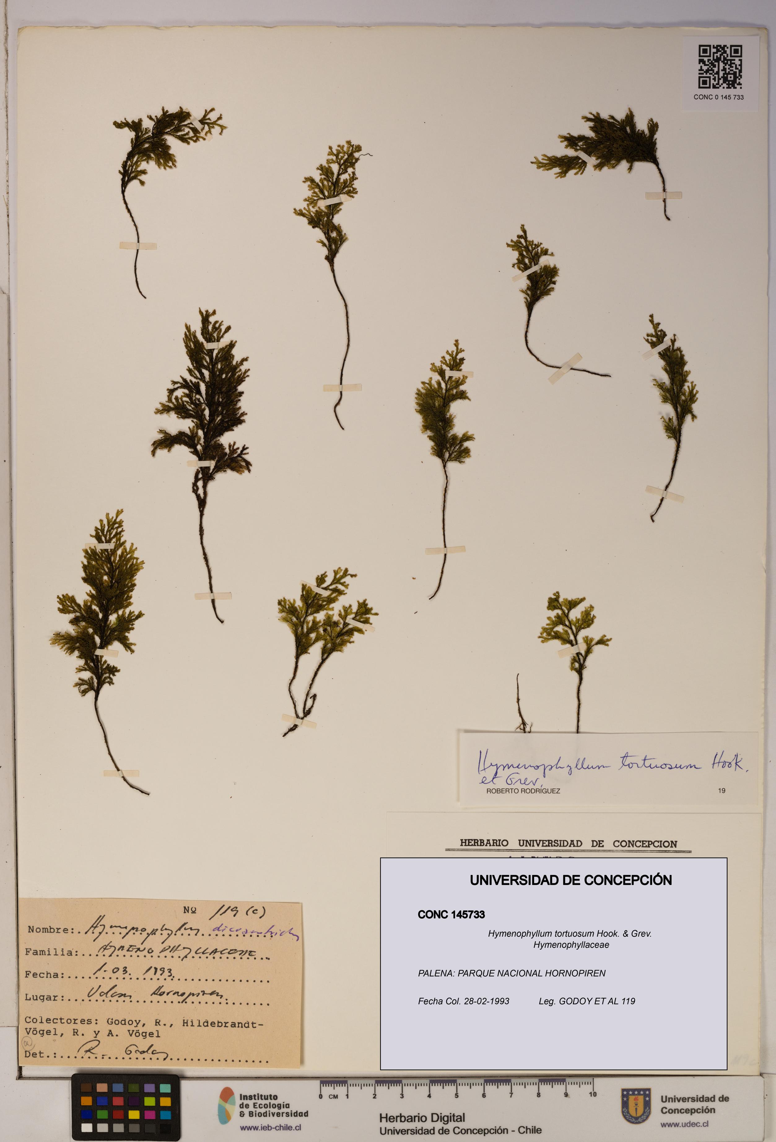 Hymenophyllum tortuosum [Espécimen: ]