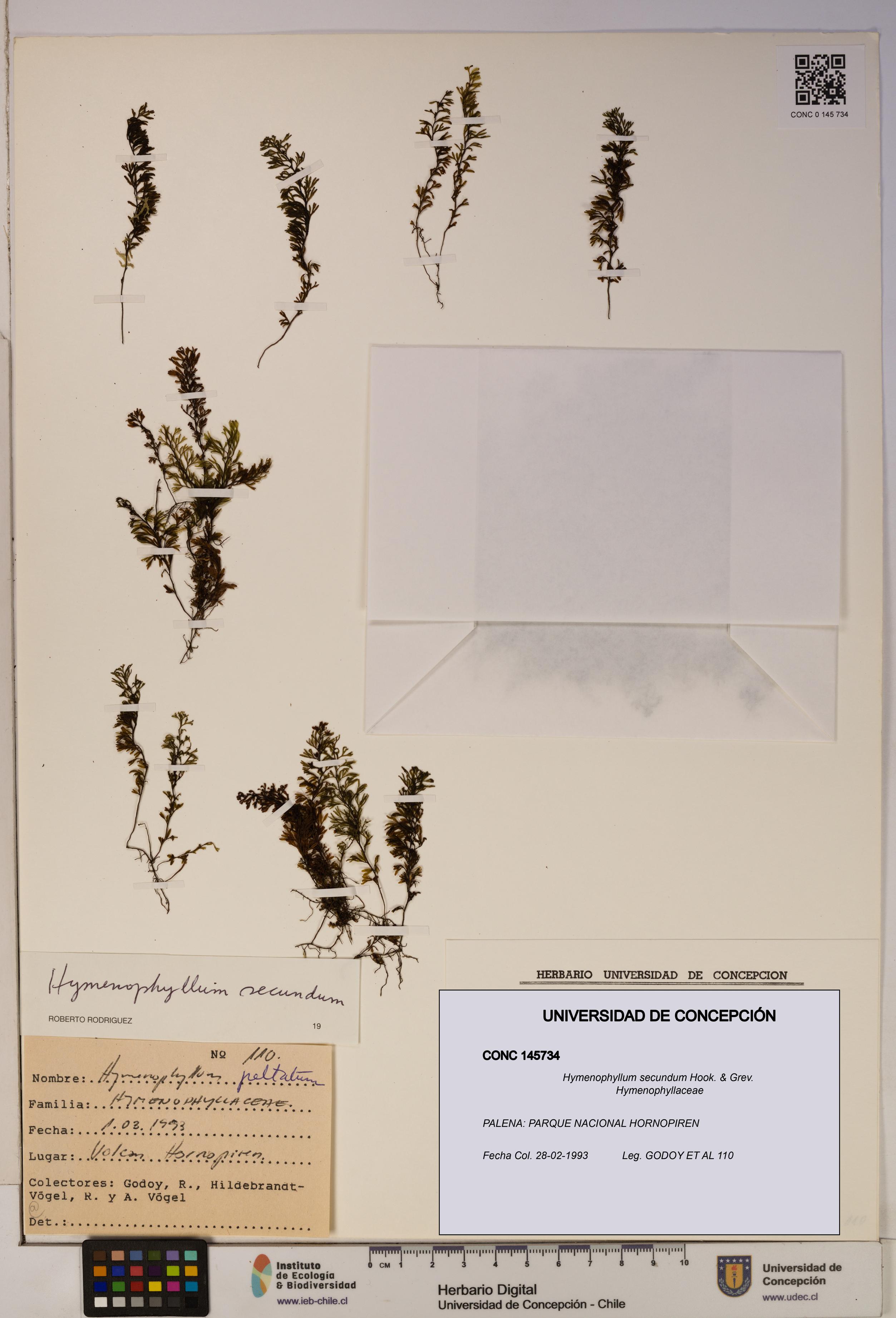 Hymenophyllum secundum [Espécimen: ]