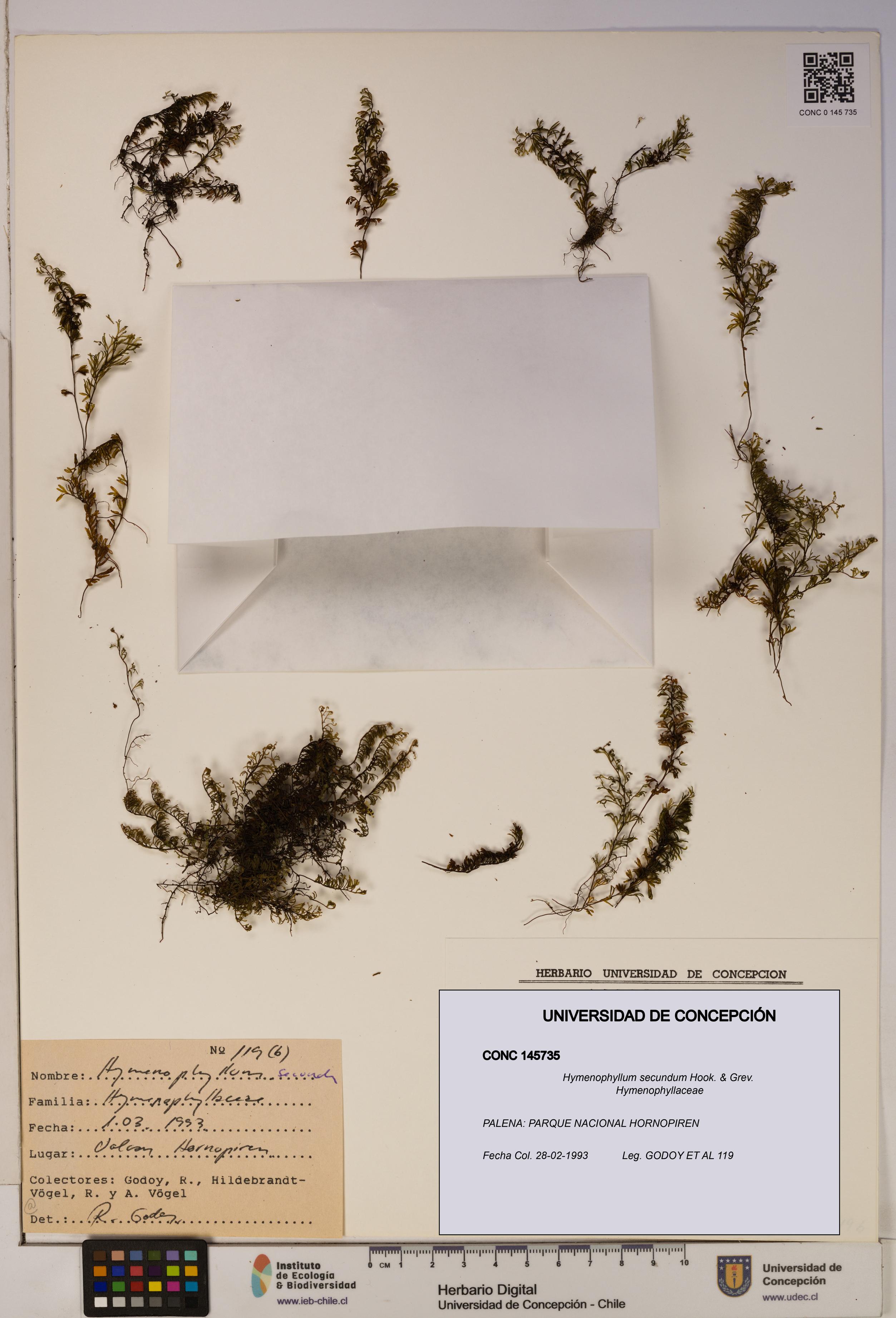 Hymenophyllum secundum [Espécimen: ]