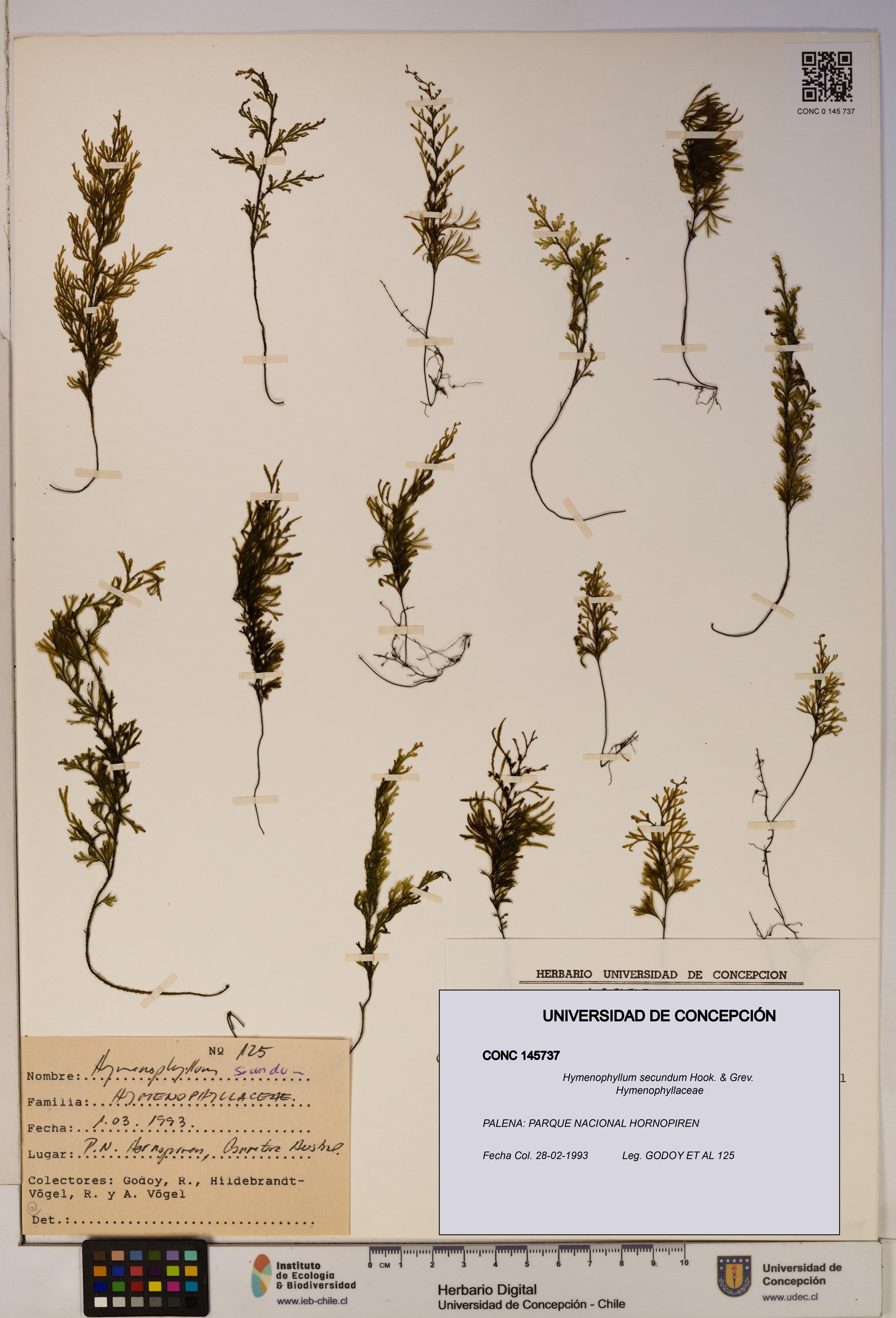 Hymenophyllum secundum [Espécimen: ]