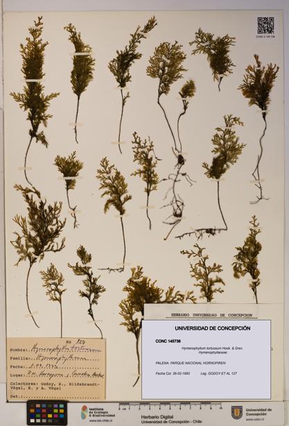 Hymenophyllum tortuosum [Espécimen: ]