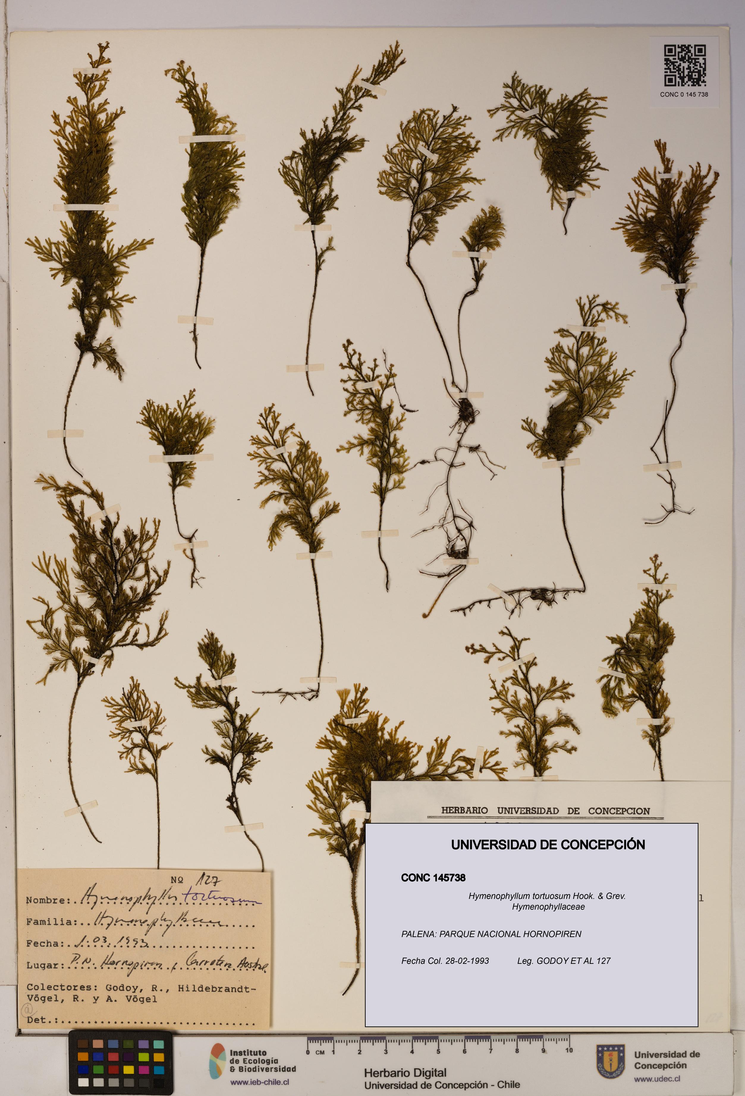Hymenophyllum tortuosum [Espécimen: ]