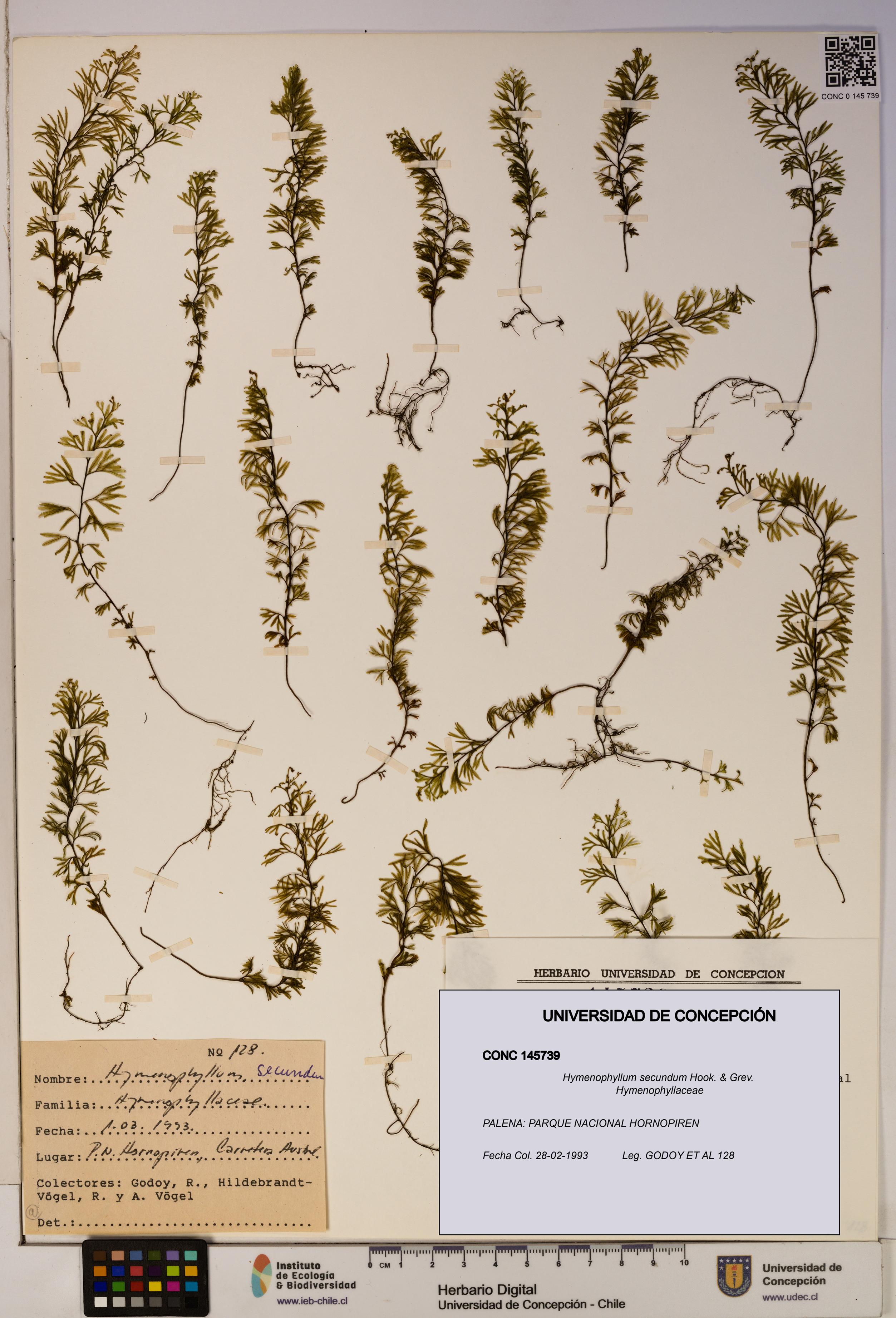 Hymenophyllum secundum [Espécimen: ]