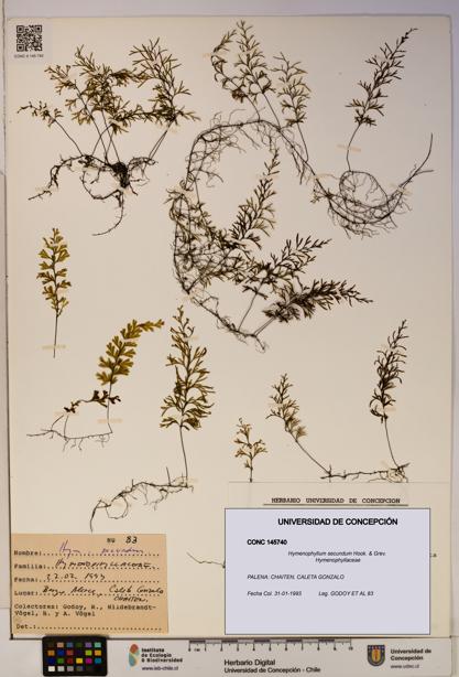 Hymenophyllum secundum [Espécimen: ]