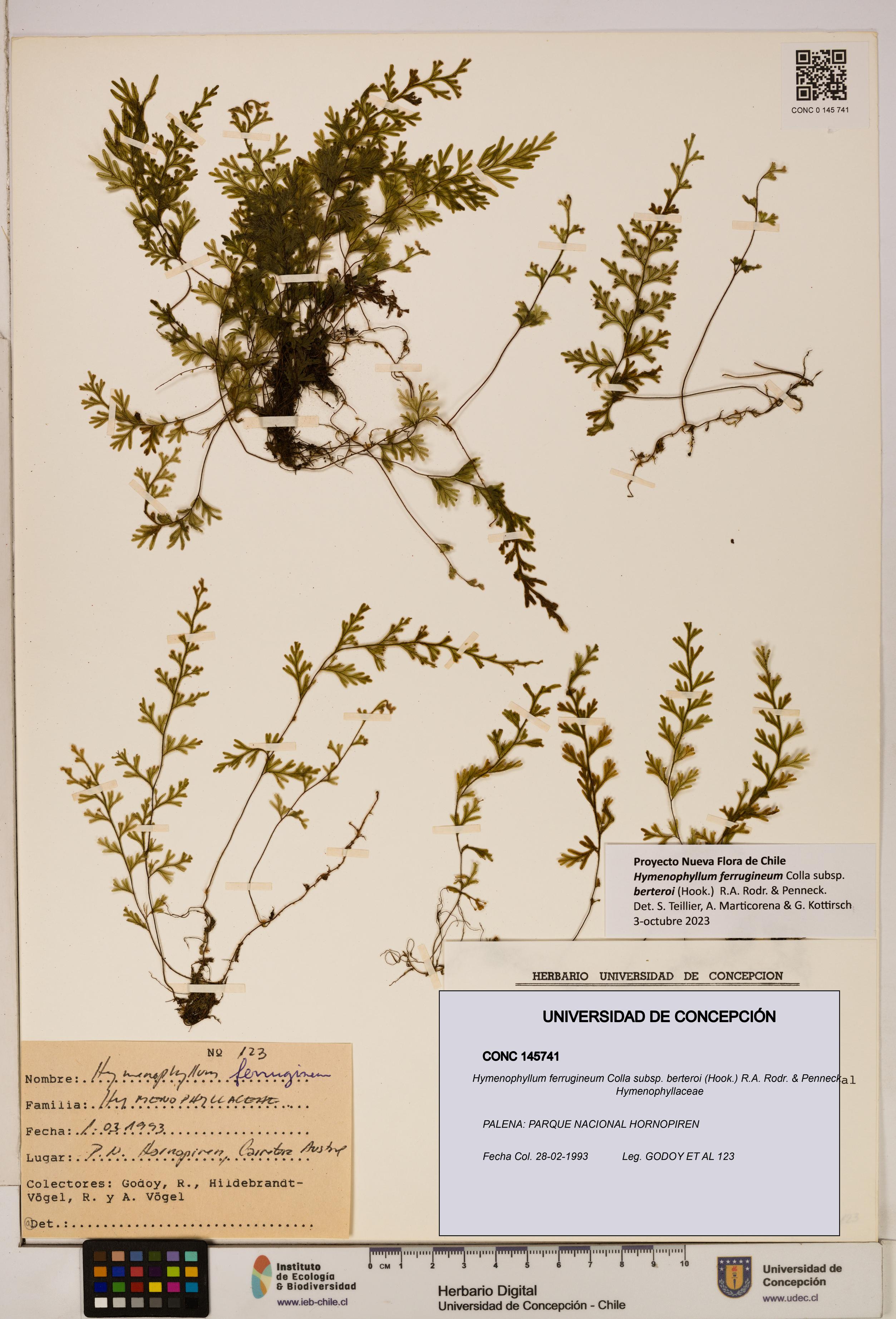 Hymenophyllum ferrugineum [Espécimen: UDEC:CONC:0145741]