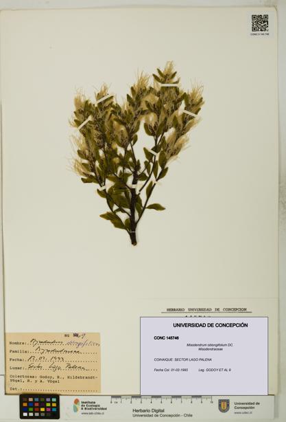 Misodendrum oblongifolium [Espécimen: UDEC:CONC:0145746]