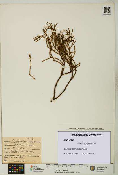 Misodendrum punctulatum [Espécimen: UDEC:CONC:0145747]