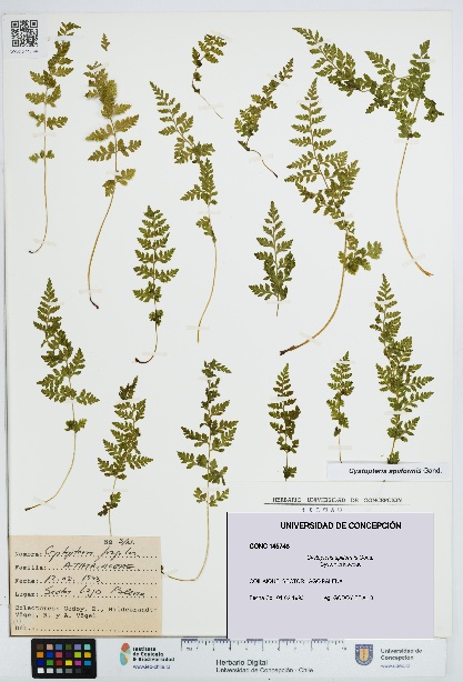 Cystopteris apiiformis [Espécimen: UDEC:CONC:0145748]