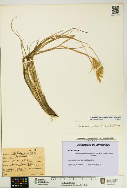 Cortaderia egmontiana [Espécimen: UDEC:CONC:0145756]