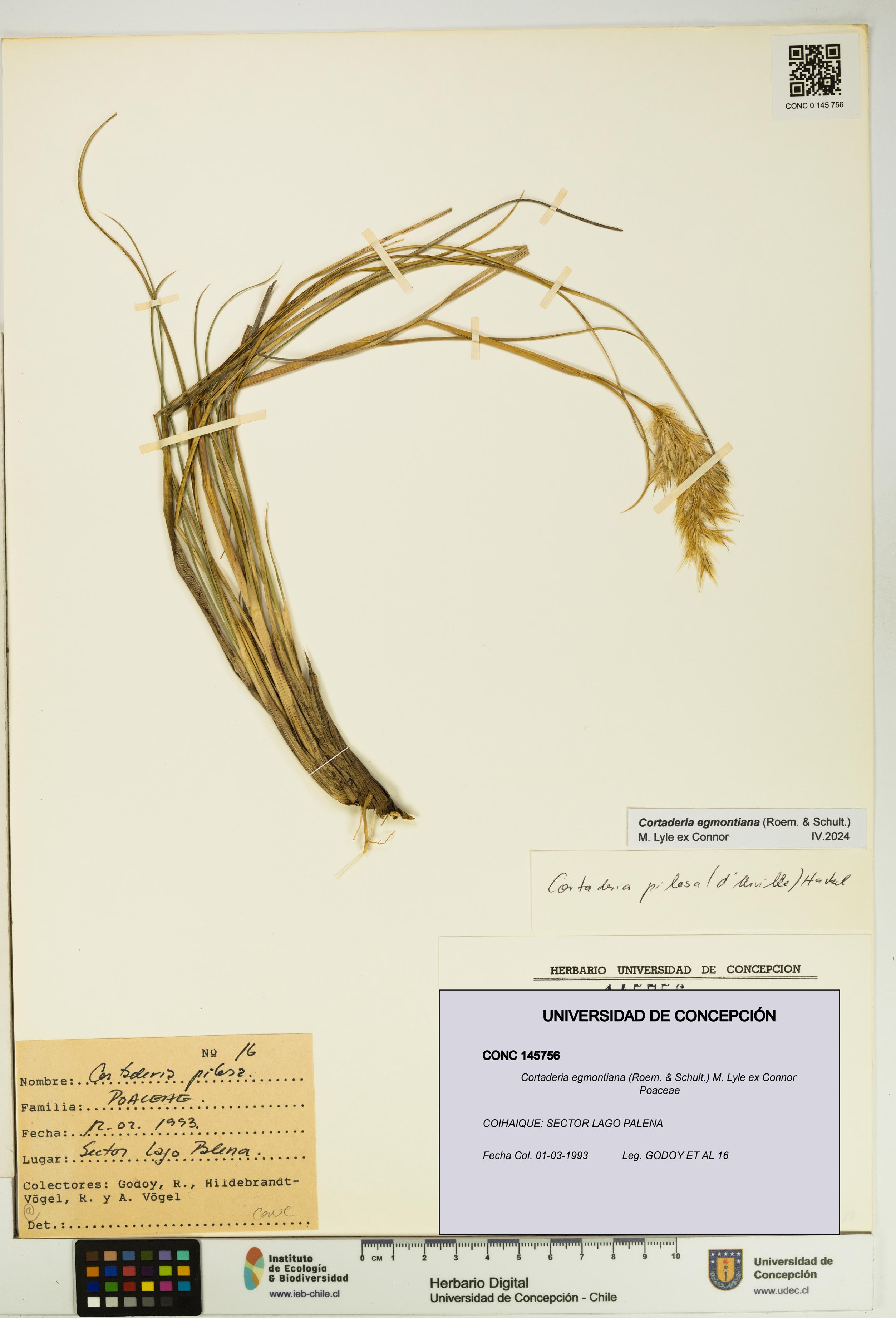Cortaderia egmontiana [Espécimen: UDEC:CONC:0145756]