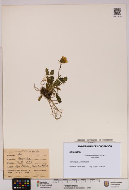 Perezia magellanica [Espécimen: UDEC:CONC:0145759]