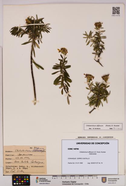 Chiliotrichum diffusum [Espécimen: UDEC:CONC:0145764]