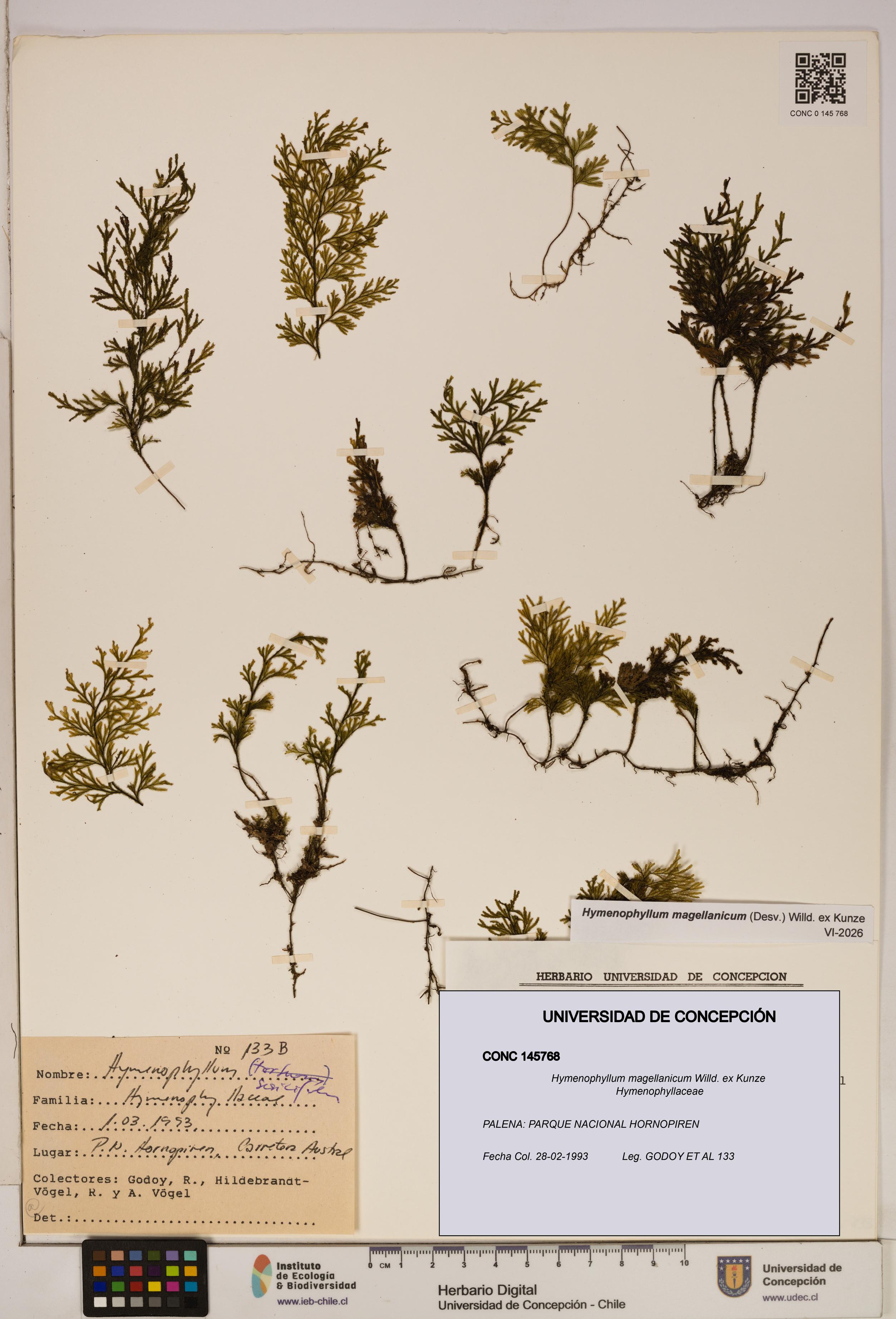 Hymenophyllum magellanicum [Espécimen: ]