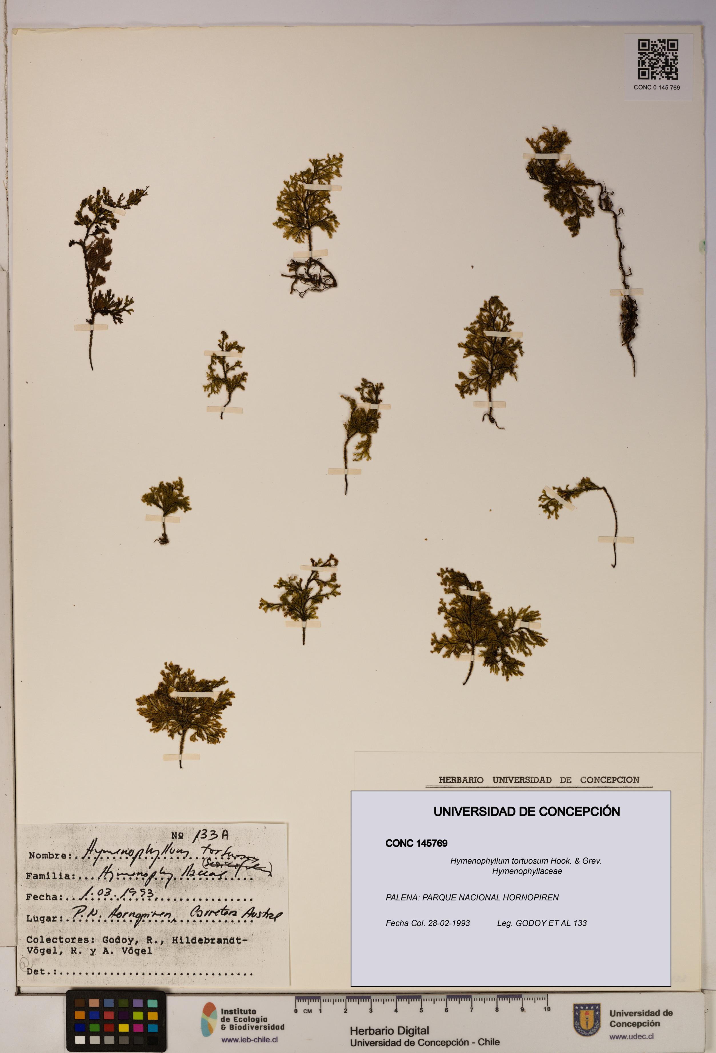 Hymenophyllum tortuosum [Espécimen: ]