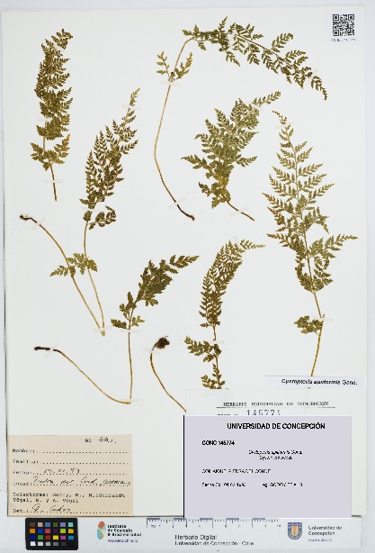 Cystopteris apiiformis [Espécimen: UDEC:CONC:0145774]