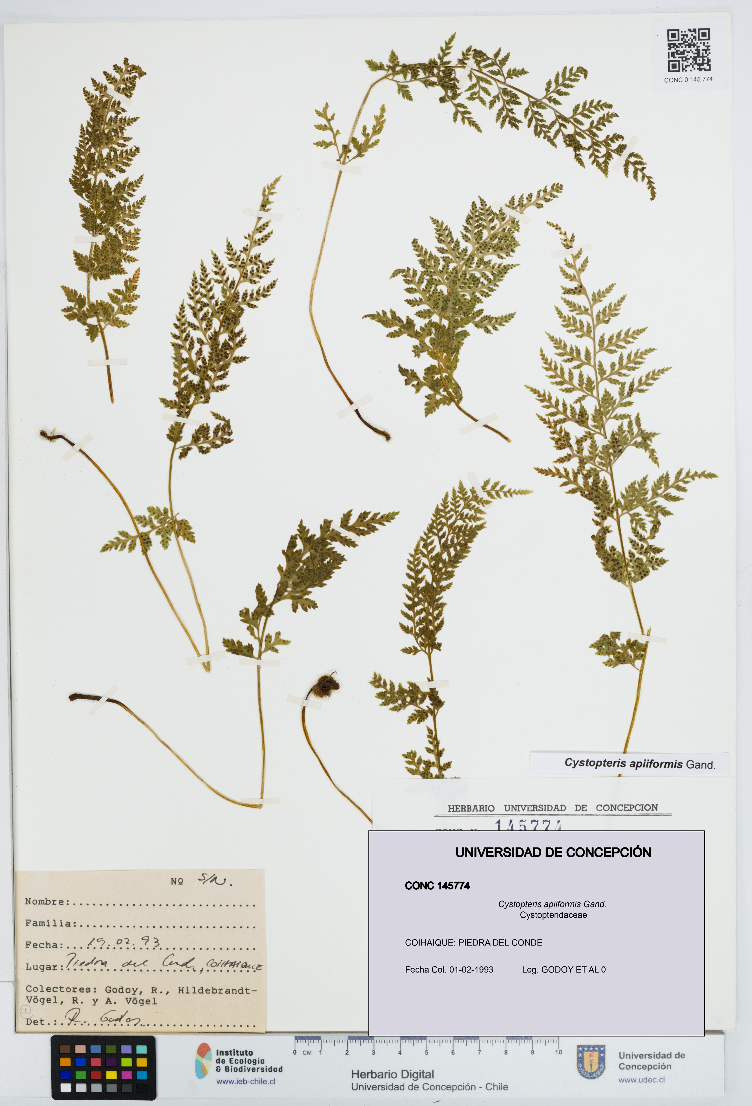 Cystopteris apiiformis [Espécimen: UDEC:CONC:0145774]
