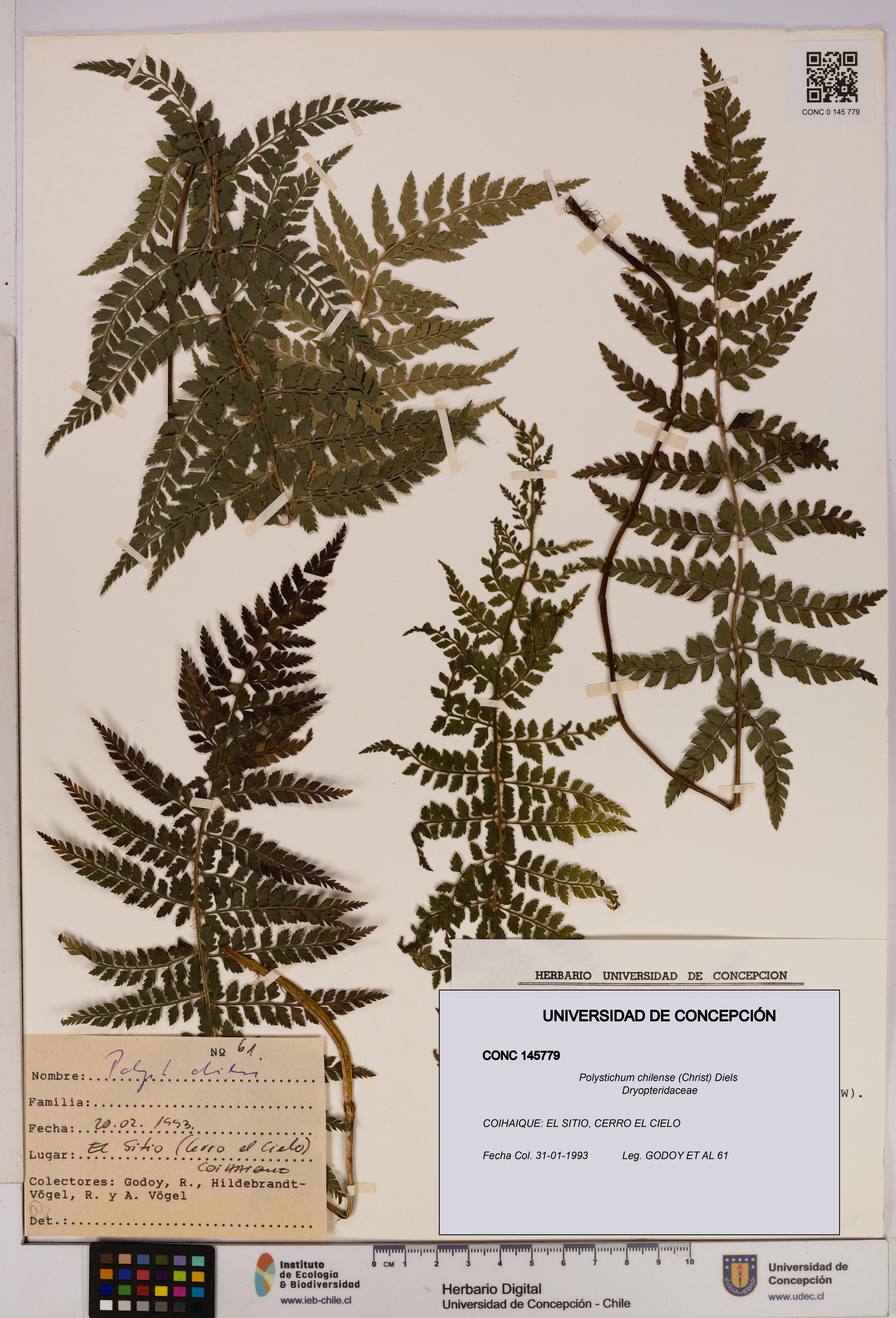 Polystichum chilense [Espécimen: UDEC:CONC:0145779]