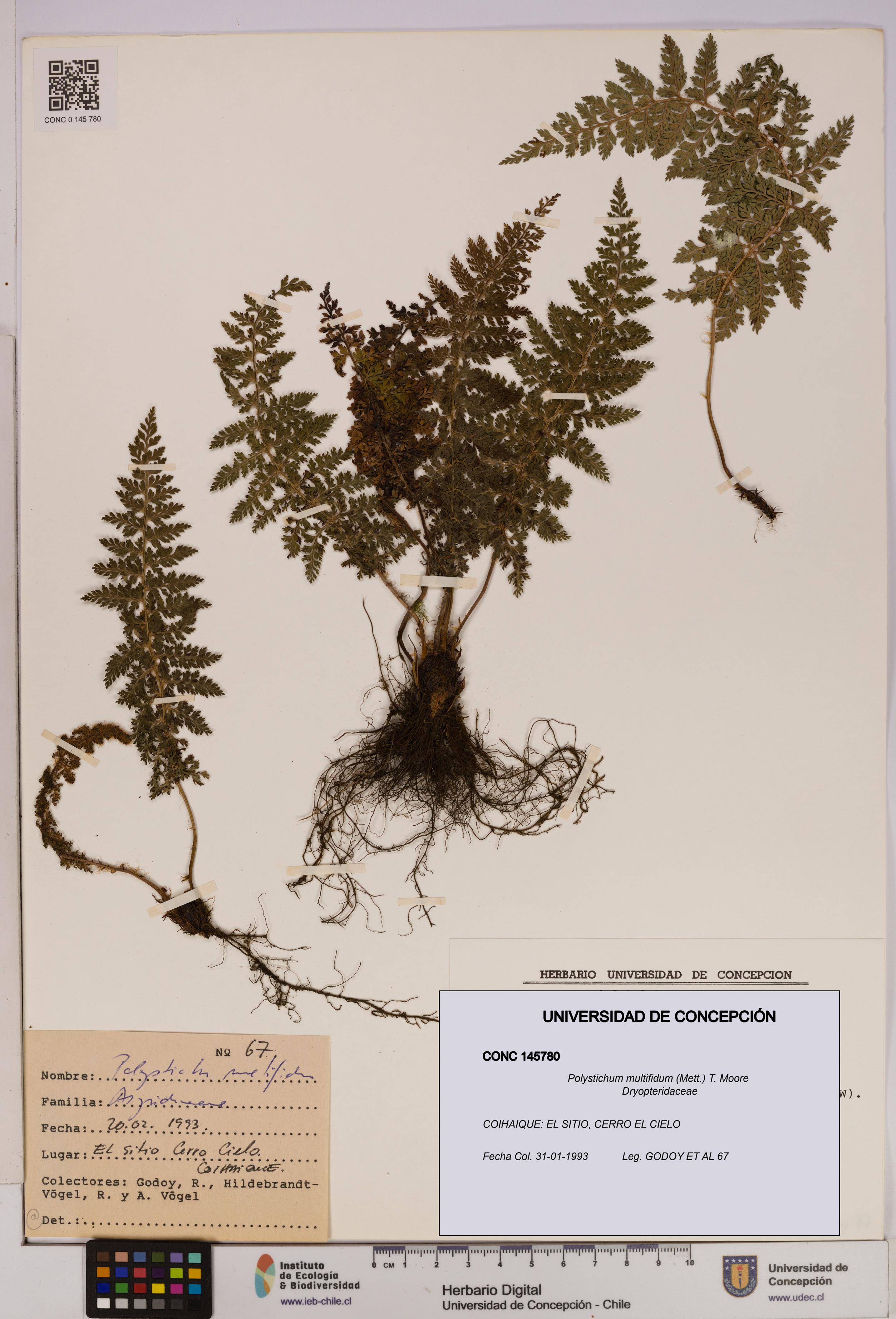 Polystichum multifidum [Espécimen: UDEC:CONC:0145780]