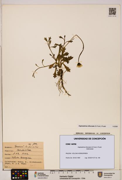 Haplosticha trifurcata [Espécimen: UDEC:CONC:0145783]