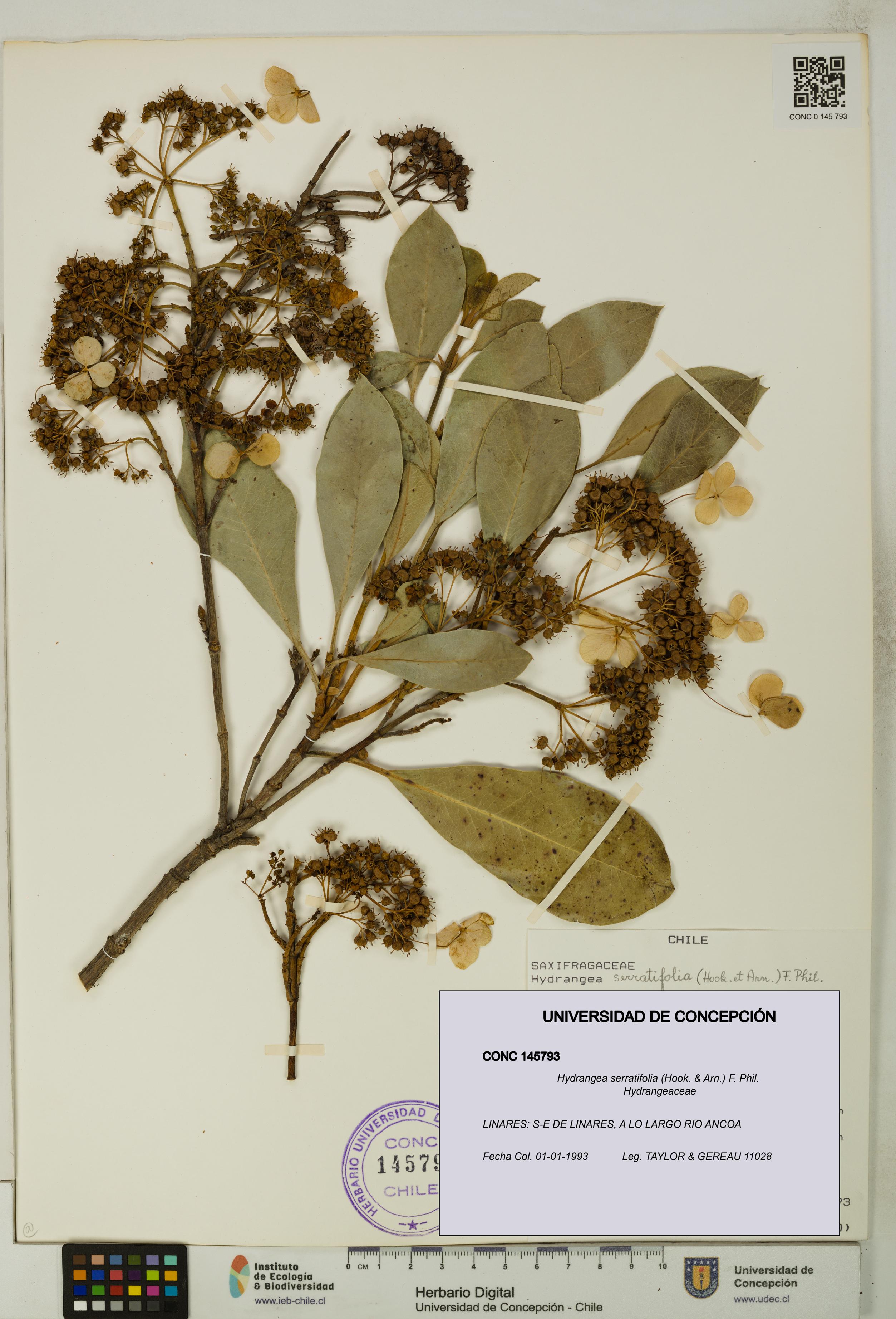 Hydrangea serratifolia [Espécimen: UDEC:CONC:0145793]