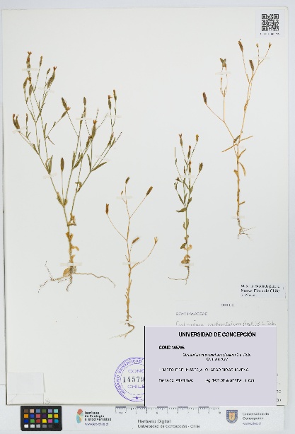 Centaurium cachanlahuen [Espécimen: UDEC:CONC:0145795]