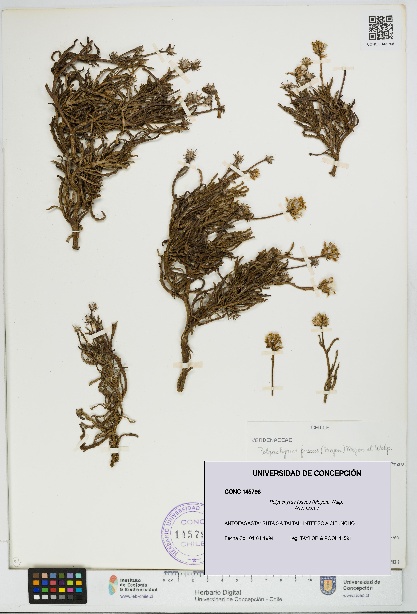 Polyachyrus fuscus [Espécimen: UDEC:CONC:0145796]