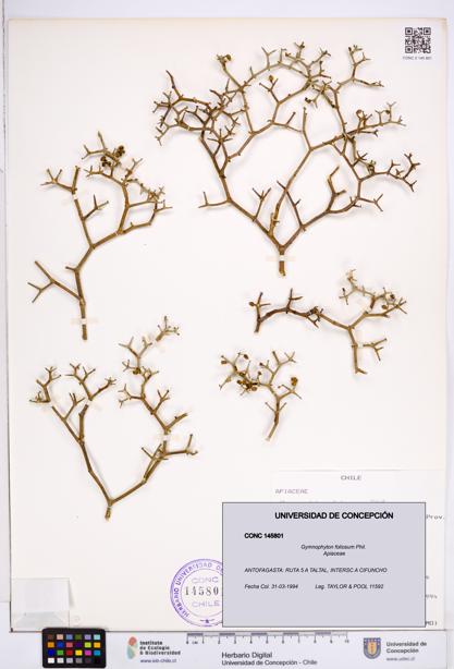 Gymnophyton foliosum [Espécimen: ]