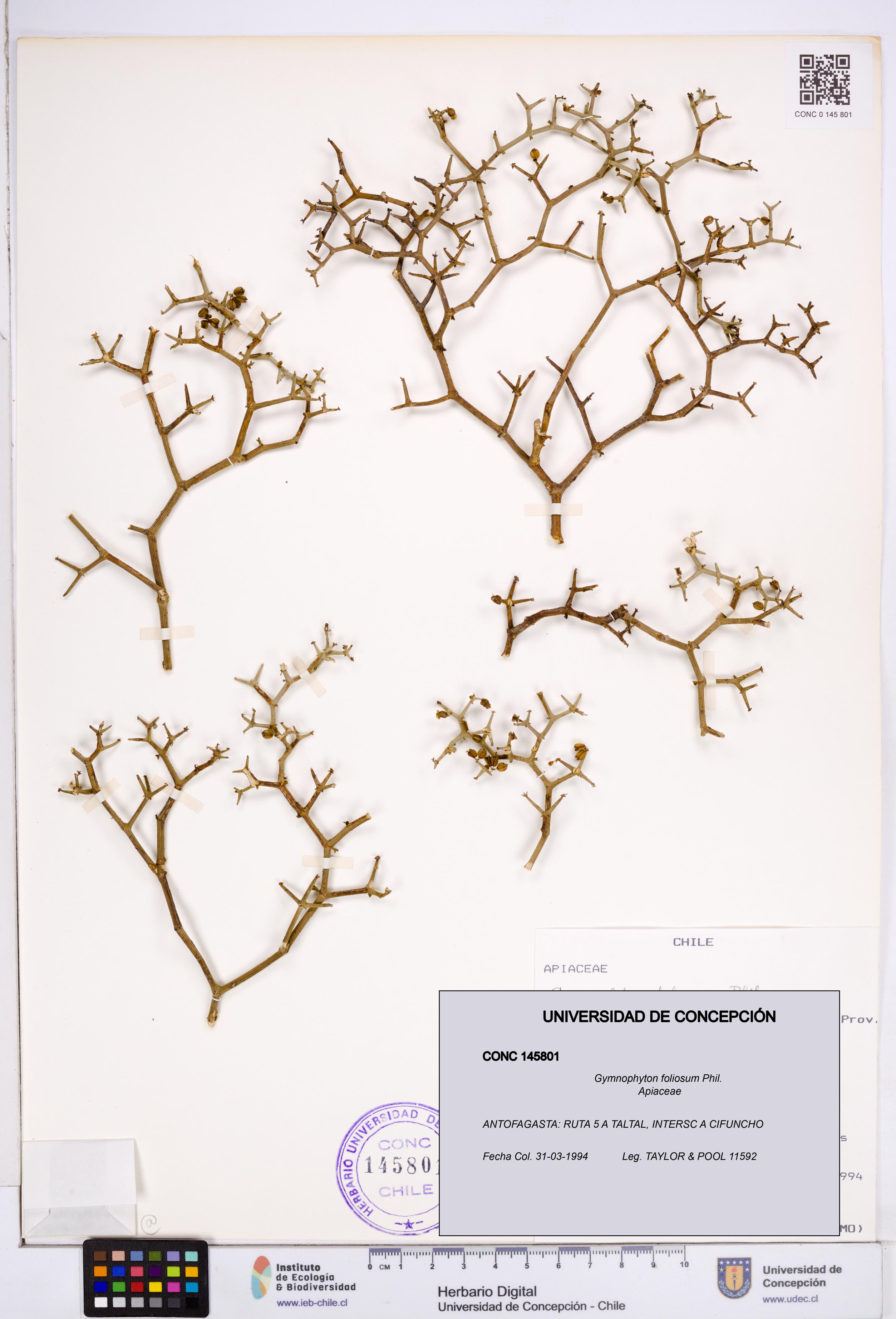 Gymnophyton foliosum [Espécimen: ]