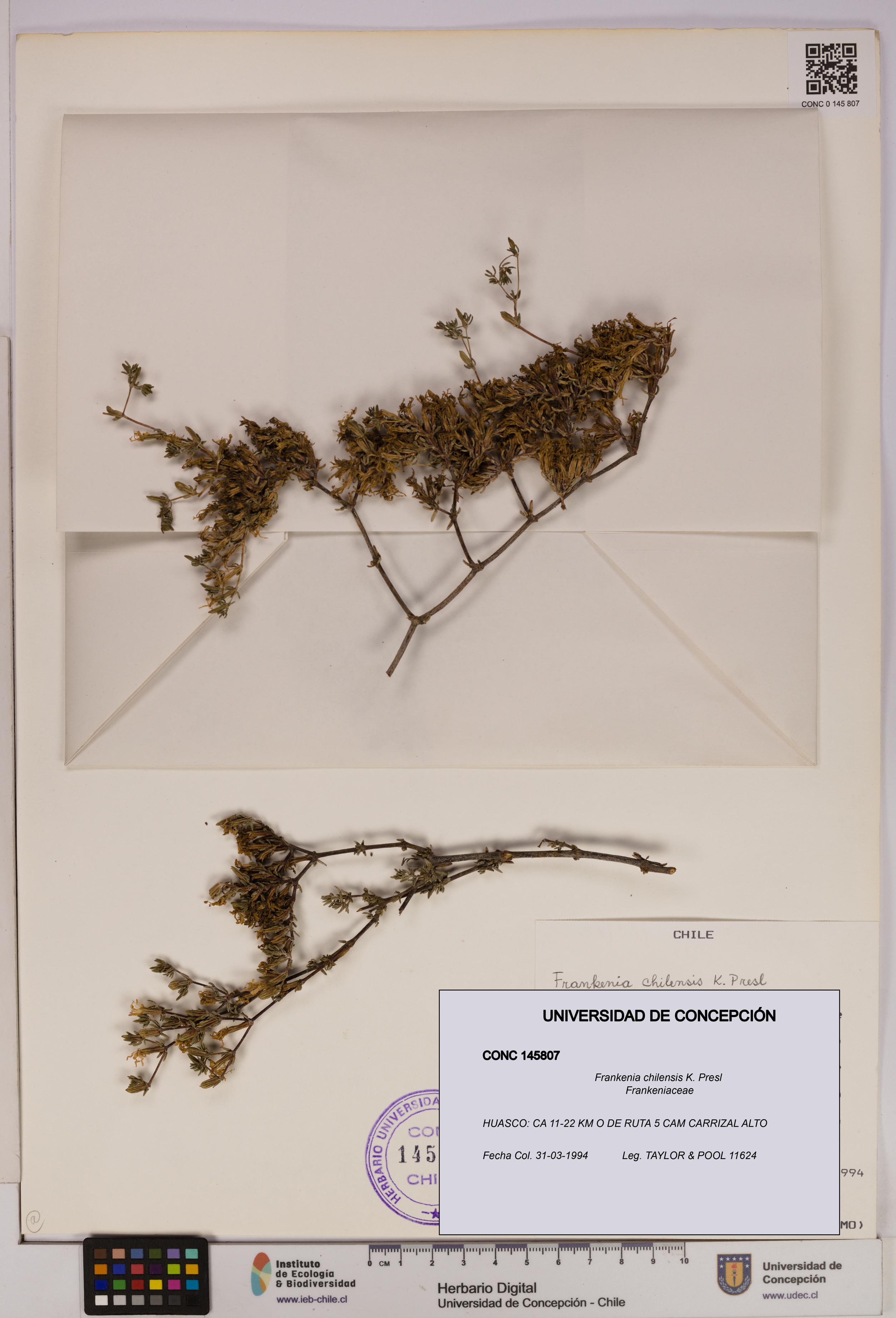 Frankenia chilensis [Espécimen: UDEC:CONC:0145807]