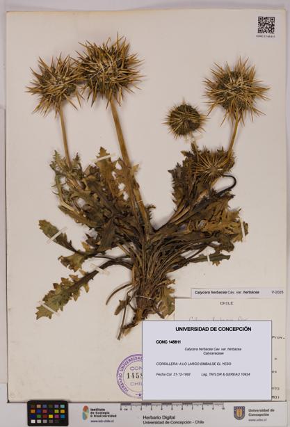 Calycera herbacea var. herbacea [Espécimen: UDEC:CONC:0145811]