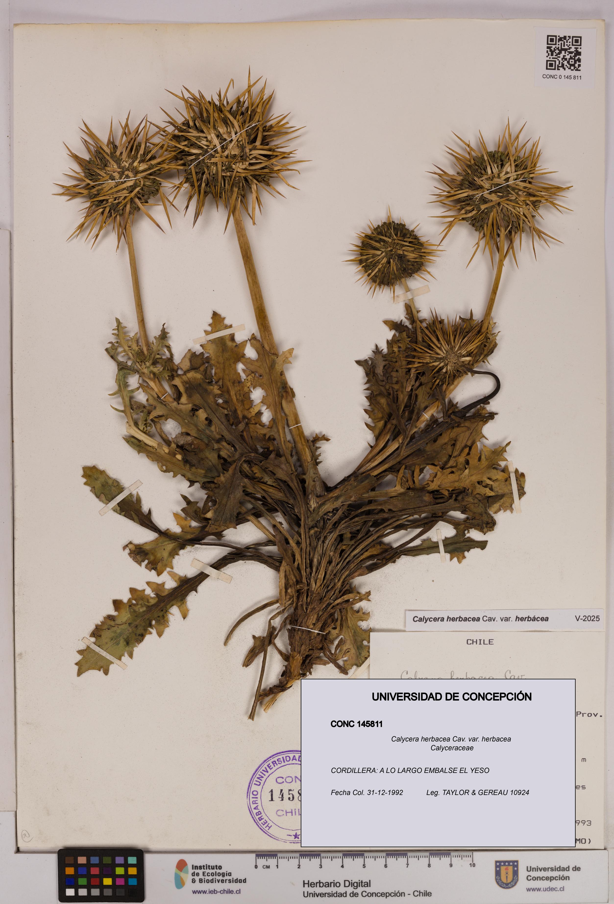 Calycera herbacea var. herbacea [Espécimen: UDEC:CONC:0145811]