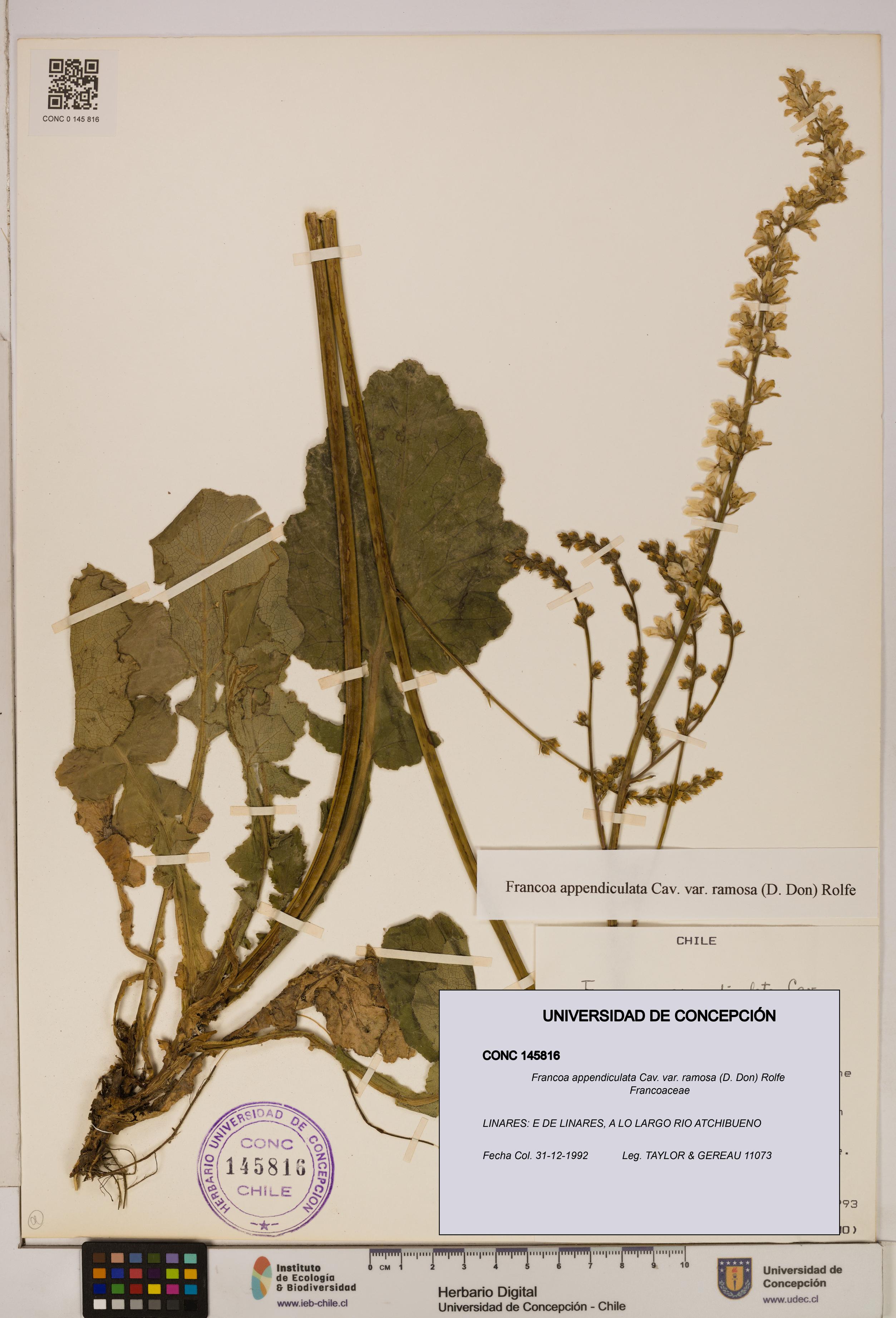 Francoa appendiculata [Espécimen: ]