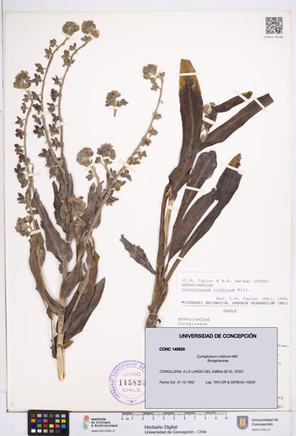 Cynoglossum creticum [Espécimen: ]