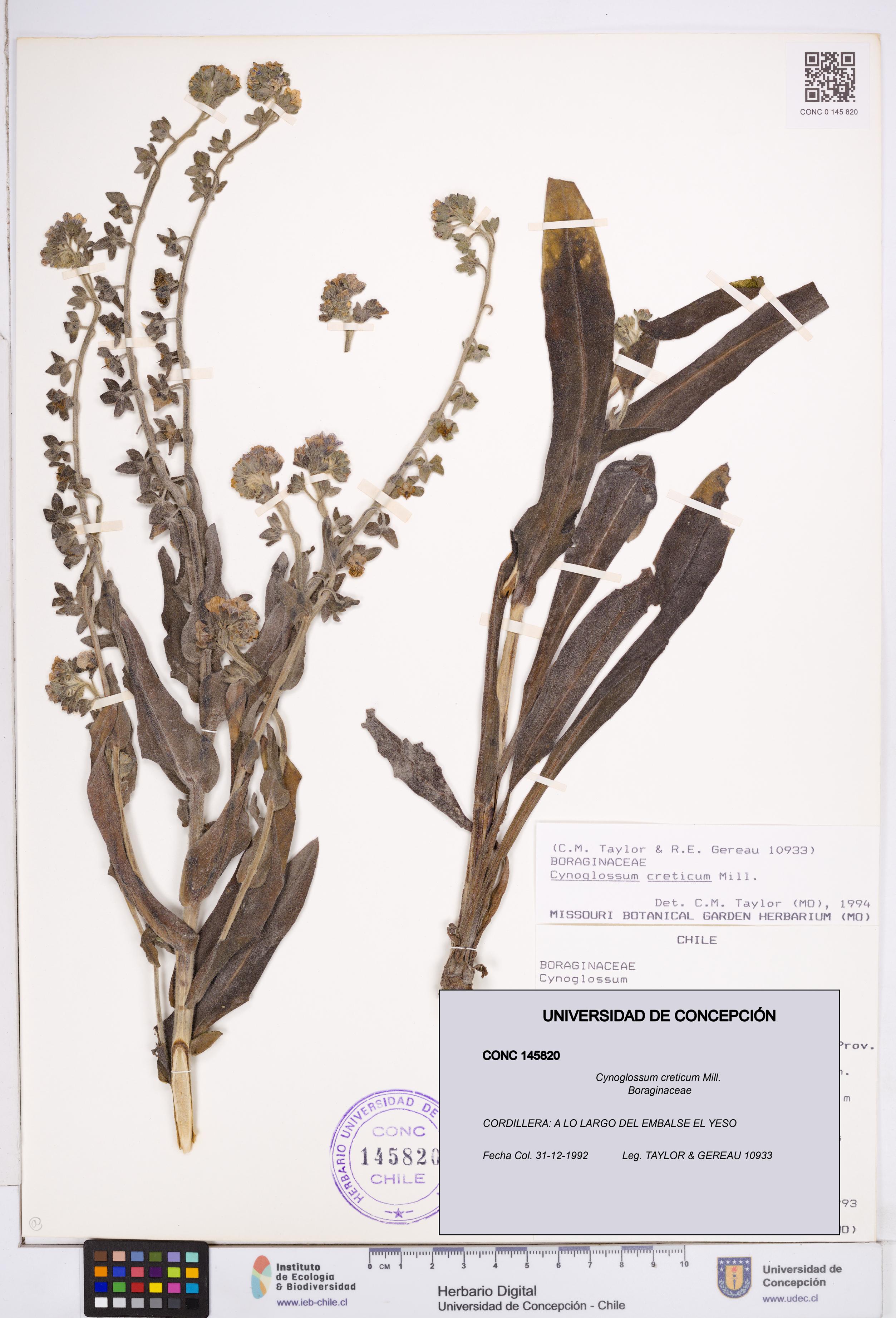 Cynoglossum creticum [Espécimen: ]