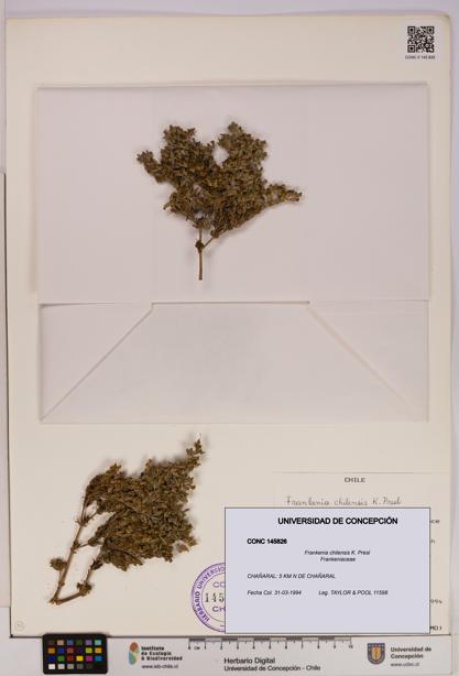 Frankenia chilensis [Espécimen: UDEC:CONC:0145826]