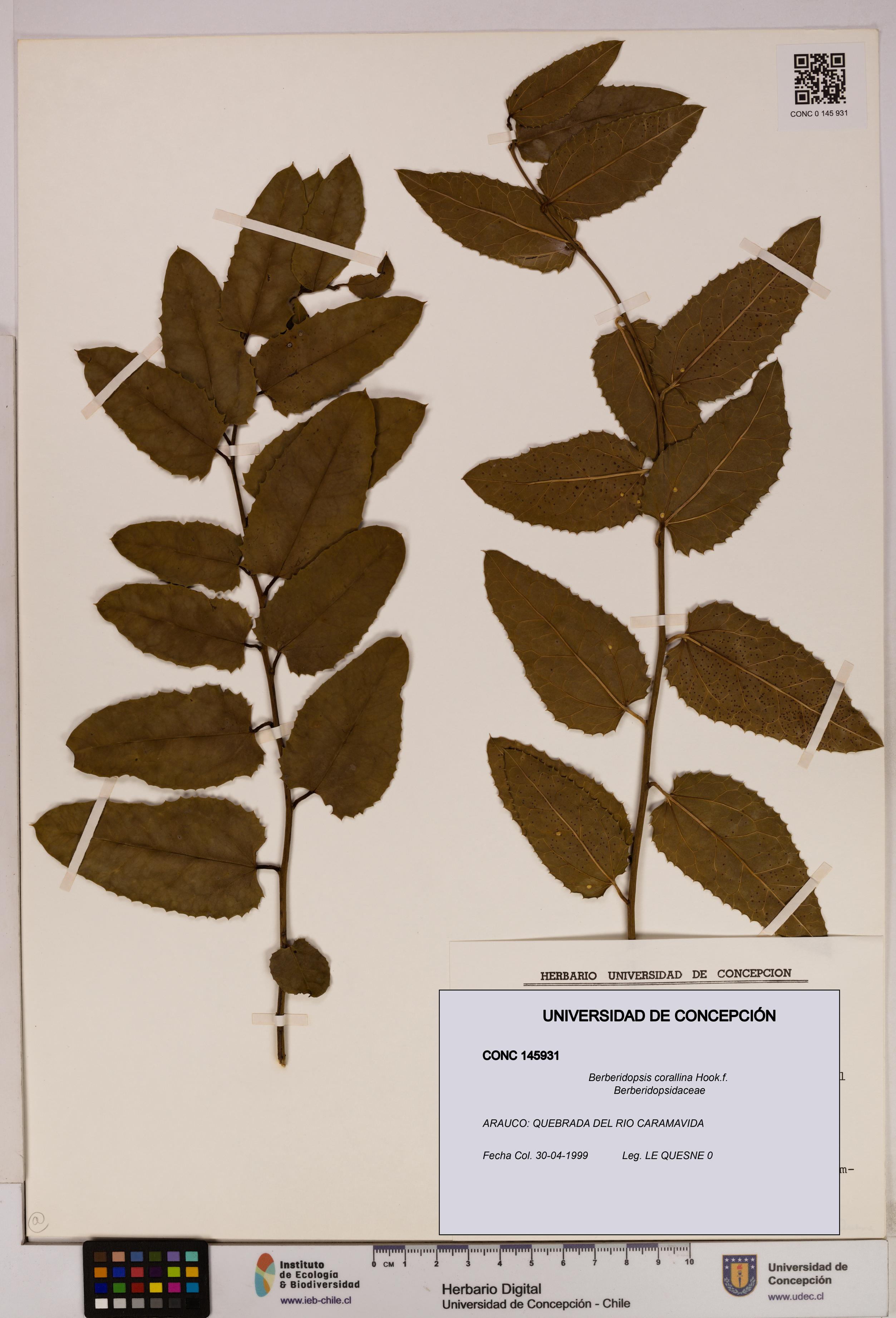 Berberidopsis corallina [Espécimen: UDEC:CONC:0145931]