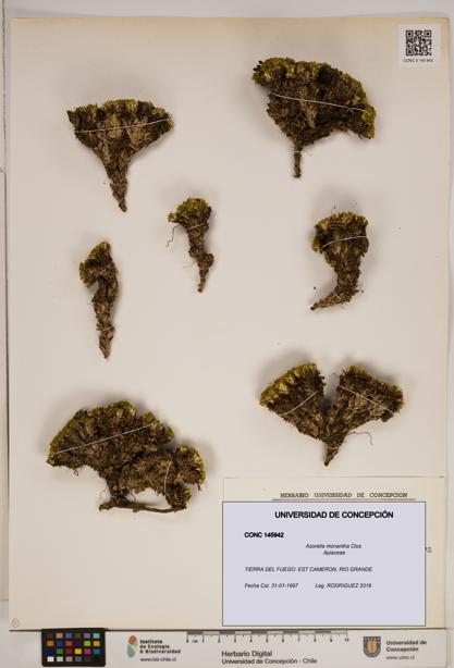 Azorella monantha [Espécimen: ]