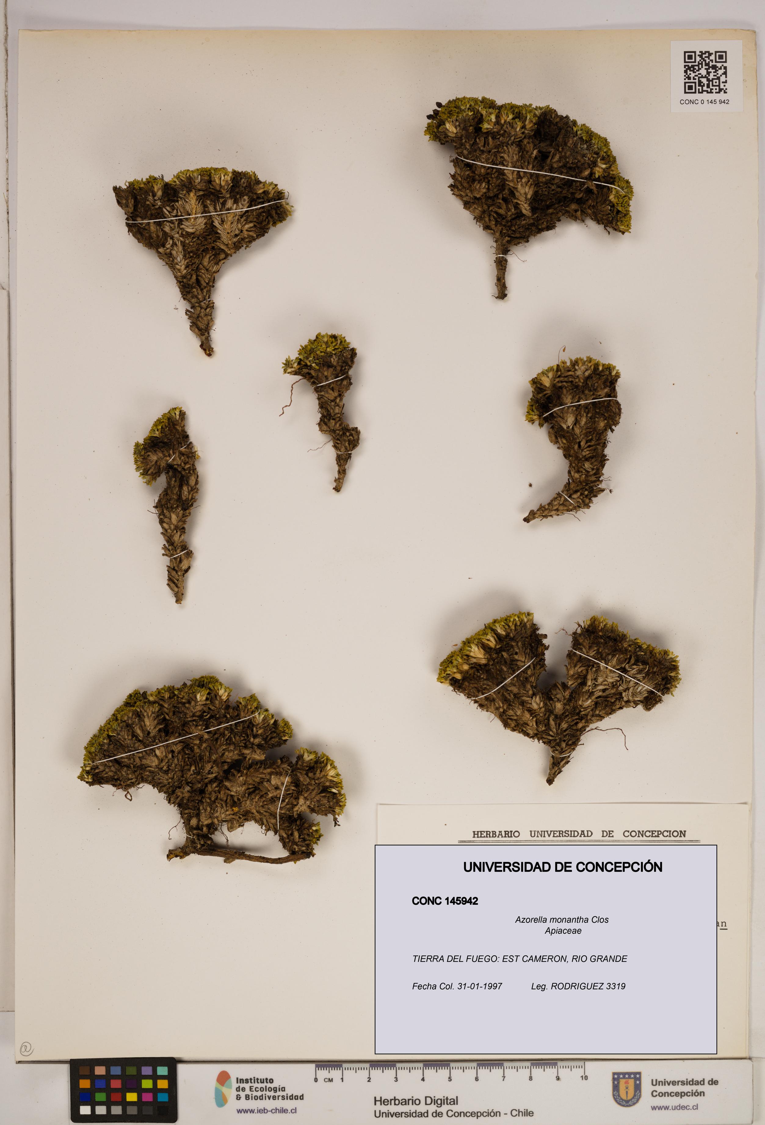 Azorella monantha [Espécimen: ]