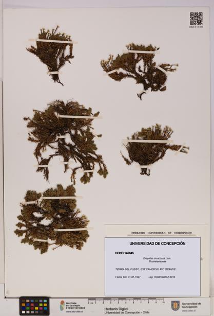 Drapetes muscosus [Espécimen: UDEC:CONC:0145945]