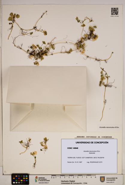 Azorella ranunculus [Espécimen: ]