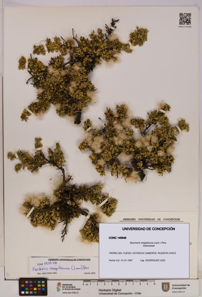 Baccharis magellanica [Espécimen: UDEC:CONC:0145948]
