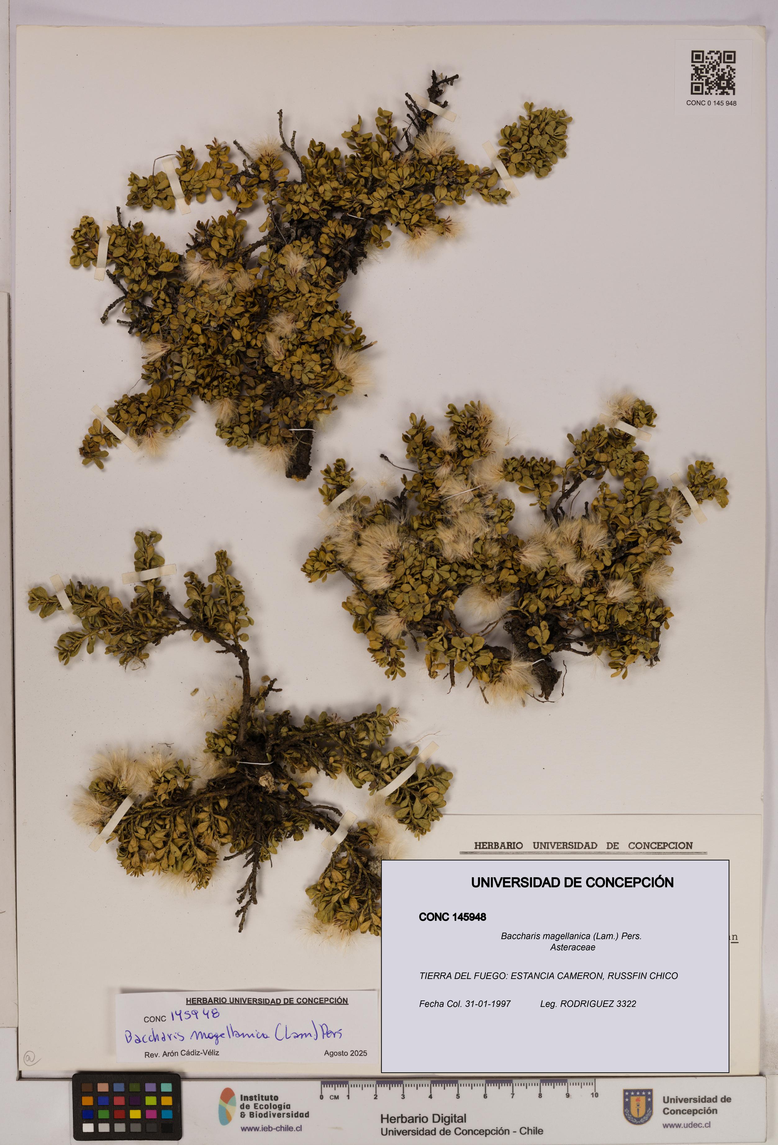 Baccharis magellanica [Espécimen: UDEC:CONC:0145948]