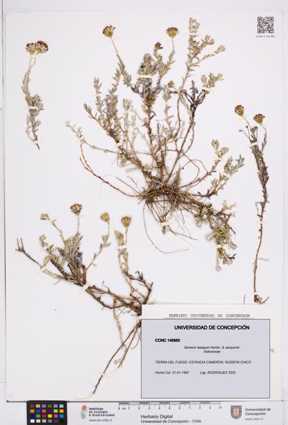 Senecio laseguei [Espécimen: ]