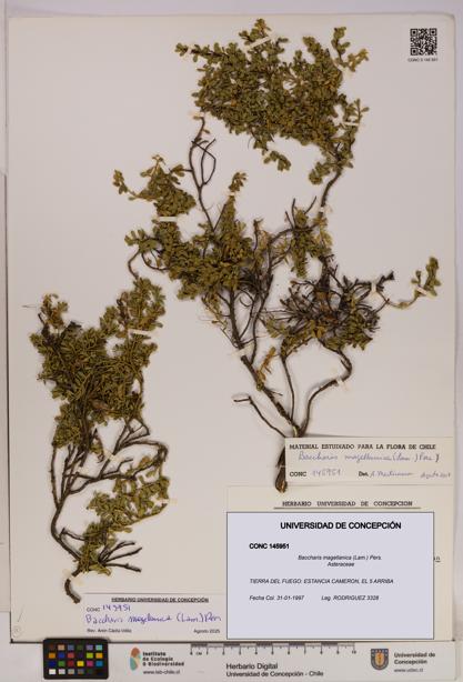 Baccharis magellanica [Espécimen: UDEC:CONC:0145951]