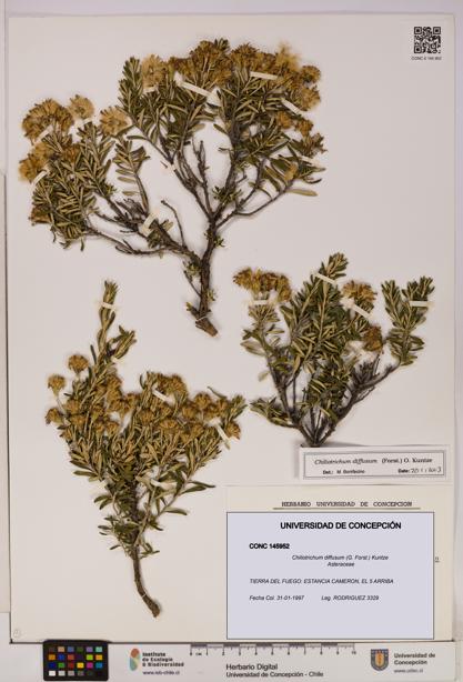 Chiliotrichum diffusum [Espécimen: UDEC:CONC:0145952]