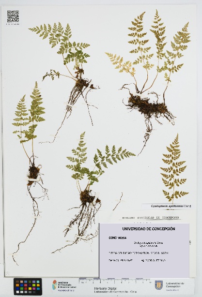 Cystopteris apiiformis [Espécimen: UDEC:CONC:0145954]