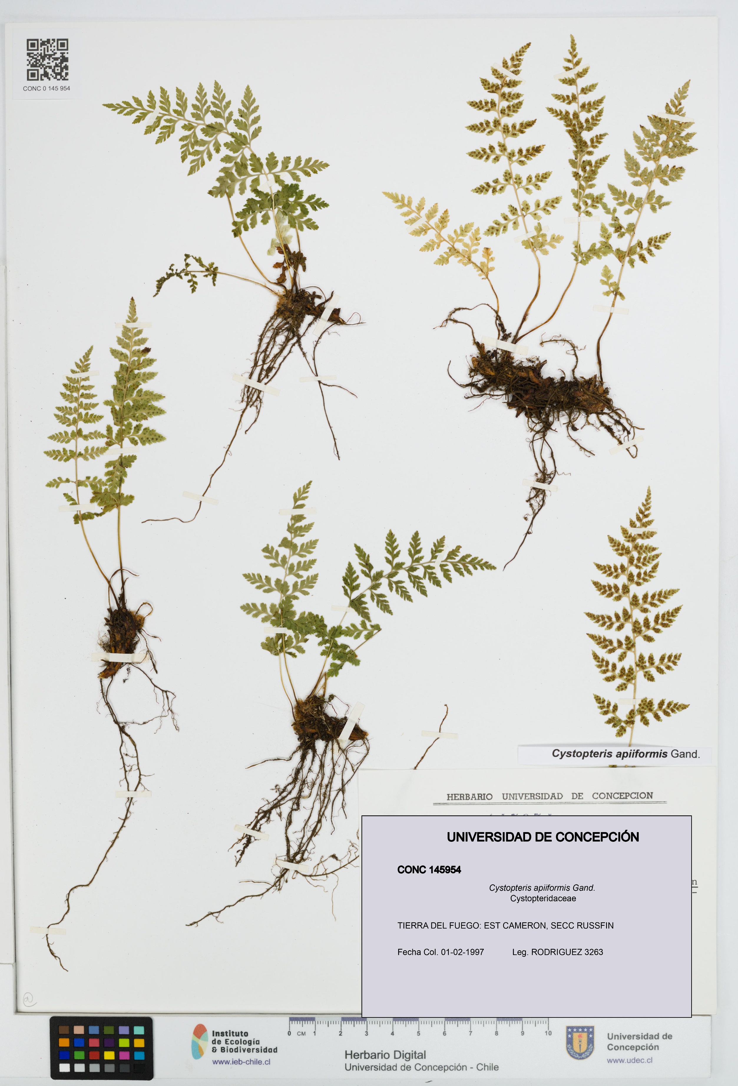 Cystopteris apiiformis [Espécimen: UDEC:CONC:0145954]
