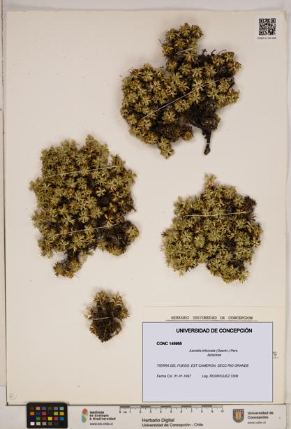 Azorella trifurcata [Espécimen: ]