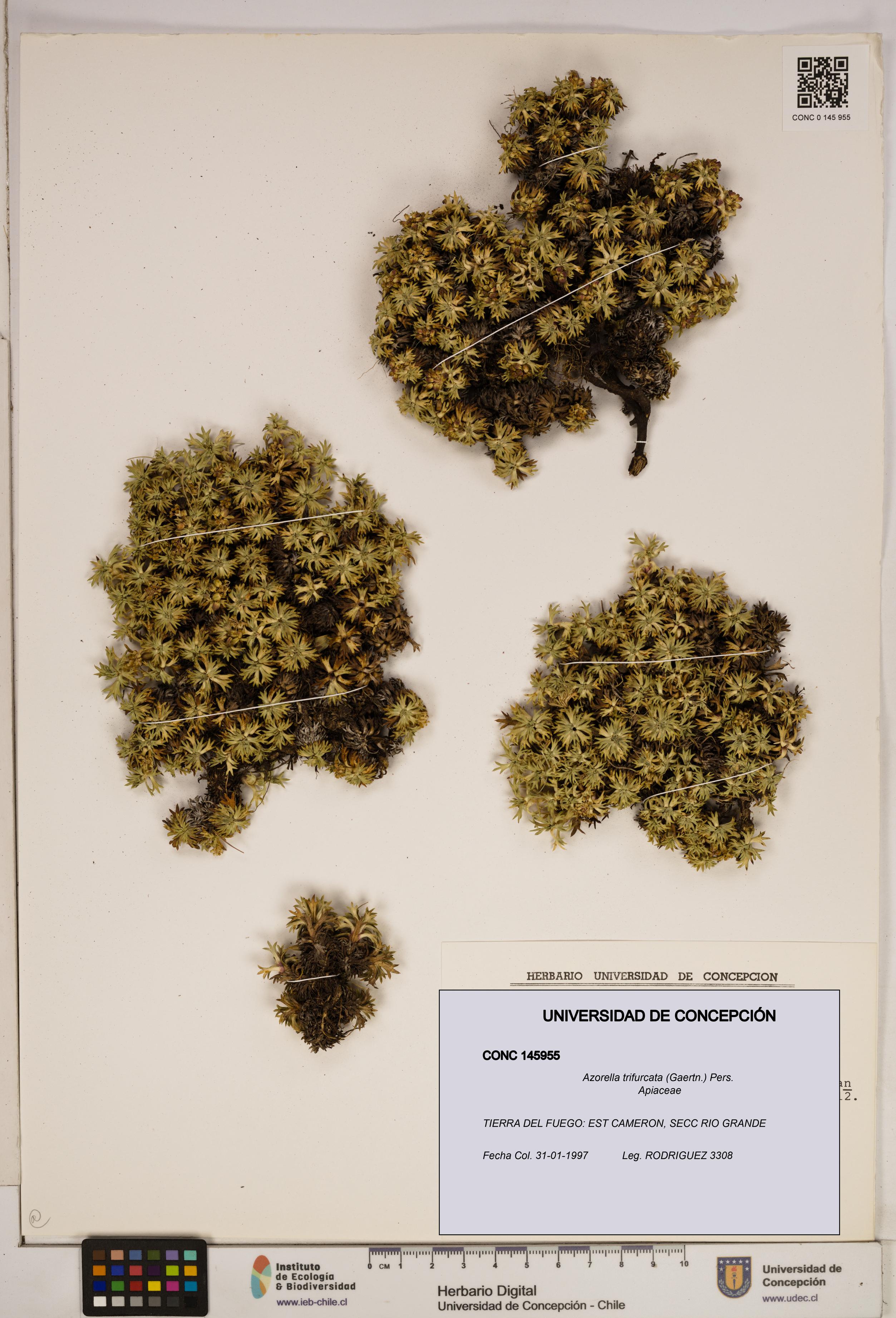 Azorella trifurcata [Espécimen: ]